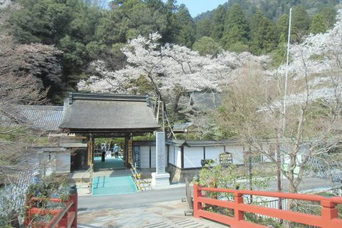 室生寺でお花見