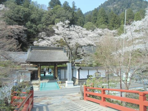 室生寺でお花見