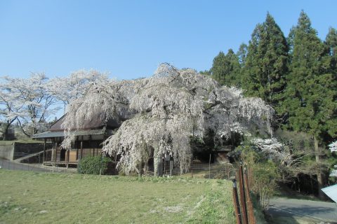 室生・西光寺のサクラ