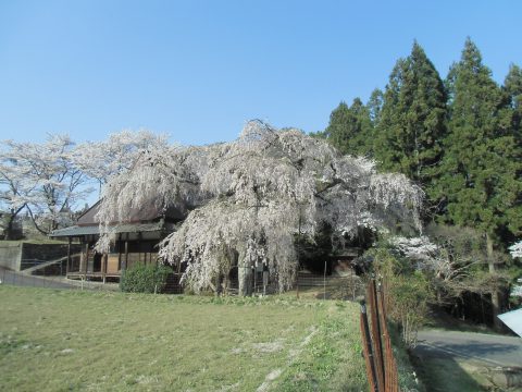 室生・西光寺のサクラ