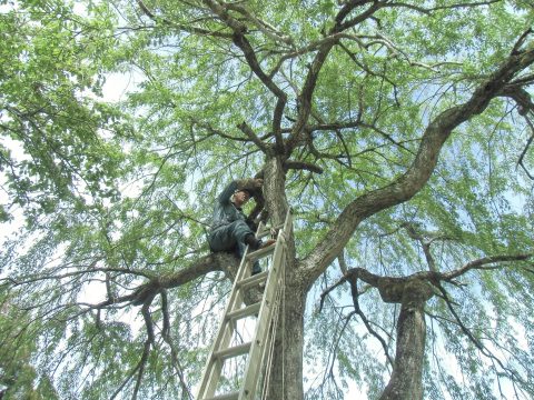 樹木医による治療